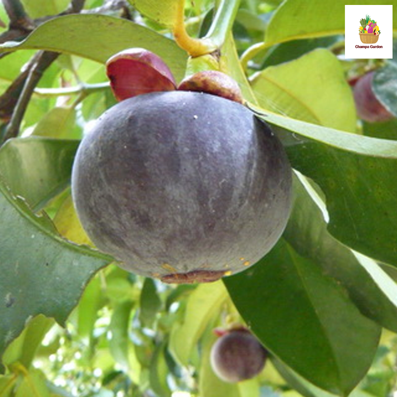 ໝາກມັງຄຸດ Mangosteen pack 500g (Barcode 501030187)