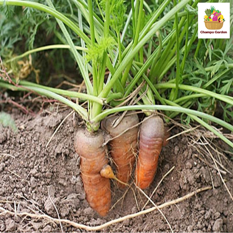 ແຄຣອດ ປອດສານພິດ Organic Carrots 200g pack ( Barcode 50103102)