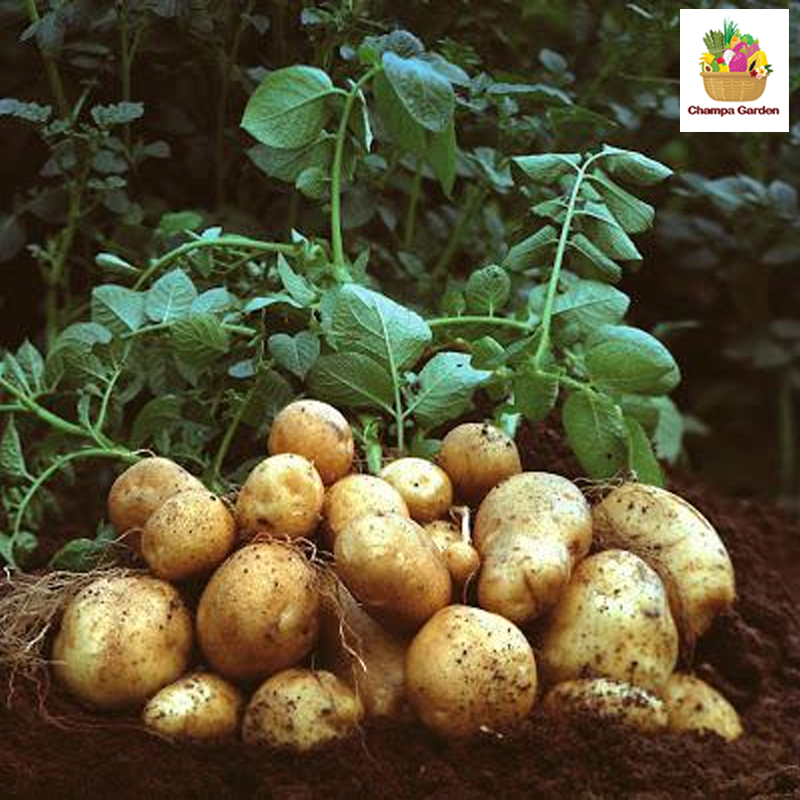 ມັນຝຮັ່ງນ້ອຍ ປອດສານພິດ Organic Potato Mini 500g pack (Barcode 50103094)