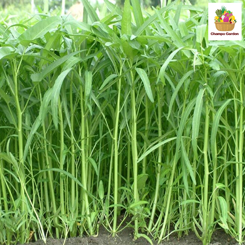 ຜັກບົ້ງ Morning Glory 200g pack ( Barcode 50103134 )