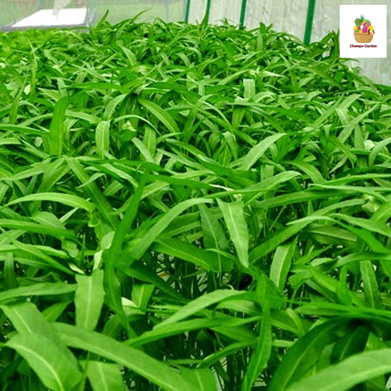 ຜັກບົ້ງ Morning Glory 200g pack ( Barcode 50103134 )