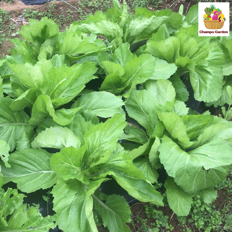ຜັກກາດຕີນໝີ Mustard green per pack ( Barcode 50103121 )