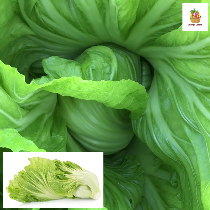 ຜັກກາດຕີນໝີ Mustard green per pack ( Barcode 50103121 )