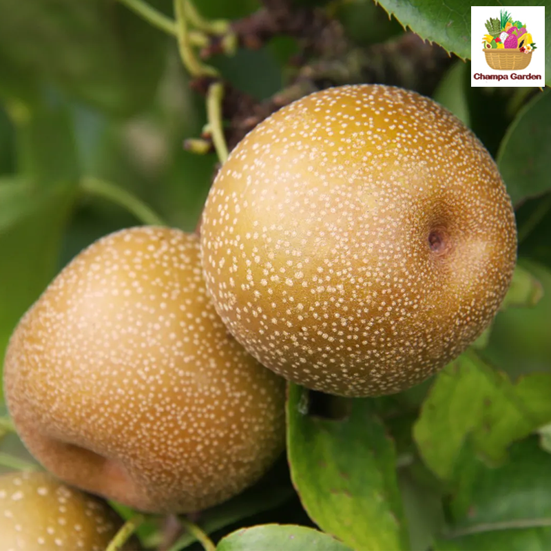 ໝາກສາລີ້ Nashi Pear pack of 2 pcs (Barcode 501030191)