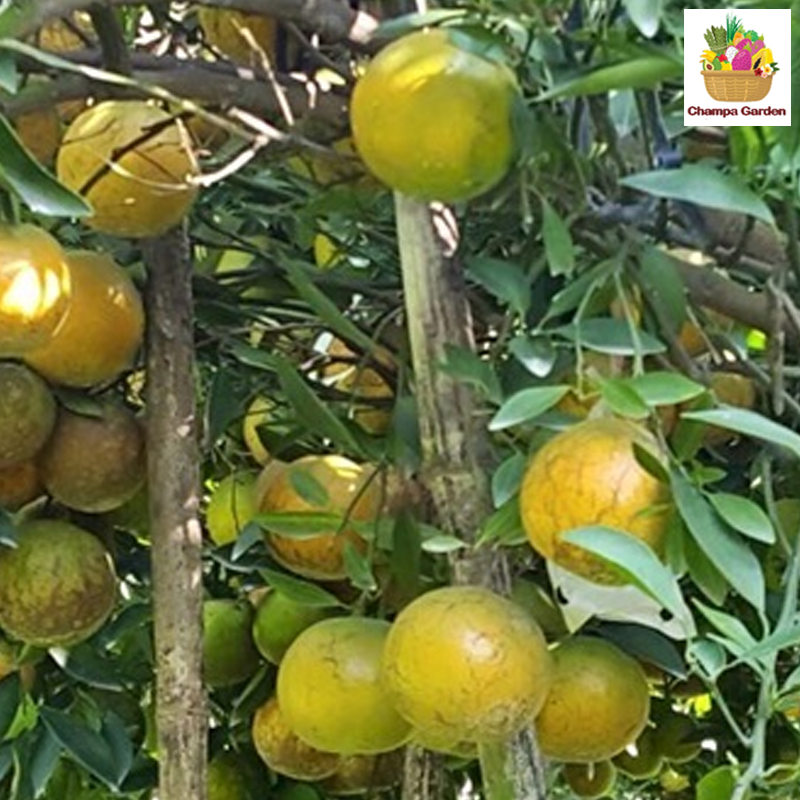 ໝາກກ້ຽງສາຍນໍ້າເຜີ້ງ Orange honey 1000g pack (Barcode 50103166)