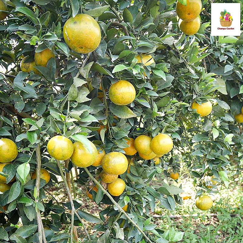 ໝາກກ້ຽງສາຍນໍ້າເຜີ້ງ Orange honey 1000g pack (Barcode 50103166)