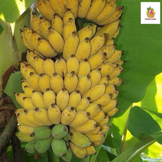 ໝາກກ້ວຍນໍ້າ 1ຫວີ Organic Banana per hand (Barcode 50103148)