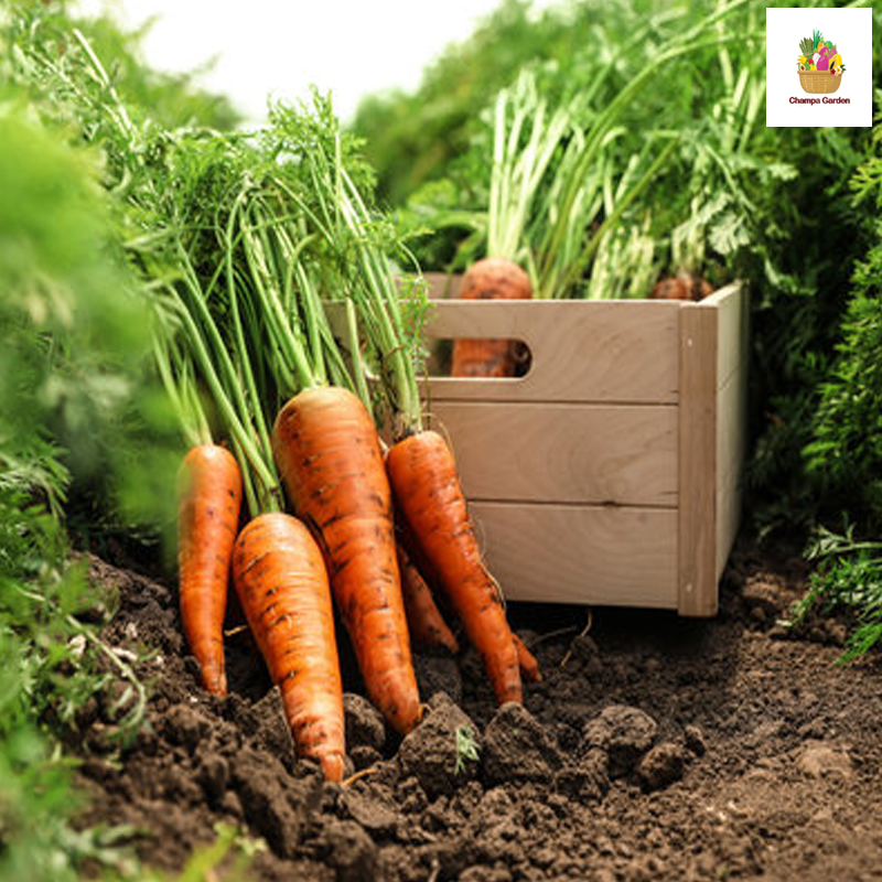 ແຄຣອດ ປອດສານພິດ Organic Carrots 200g pack ( Barcode 50103102)
