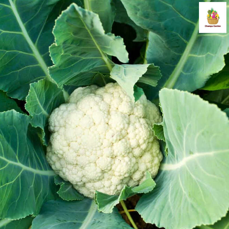ດອກຂາວ ຕໍ່ຫນ່ວຍ Organic Cauliflower per piece ( Barcode 501030136 )