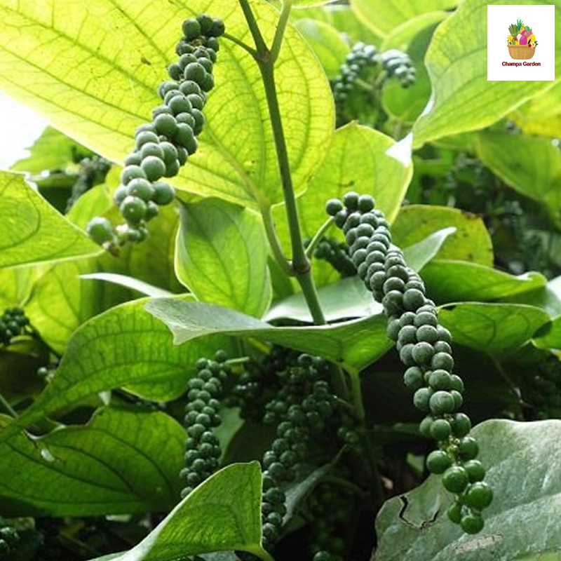 ໝາກພິກໄທສົດ Fresh Peppercorn 50g pack ( Barcode 50103207 )