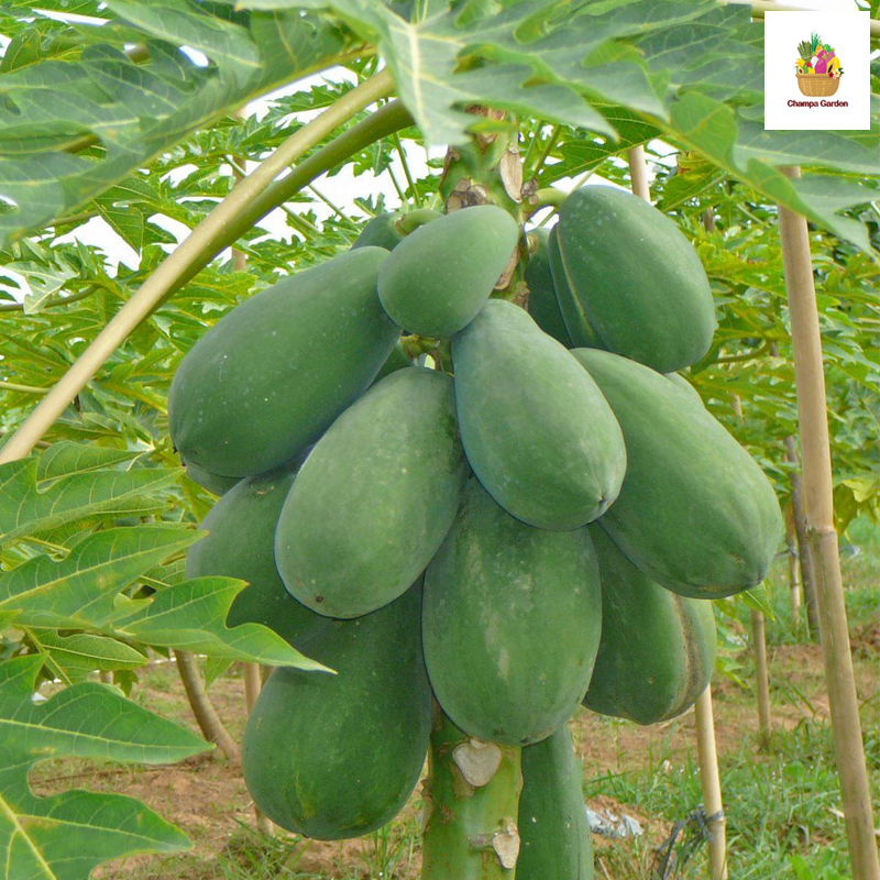 ໝາກຮຸ່ງດິບ ປອດສານພິດ Organic Green Papaya per piece 500g (Barcode 50103193)