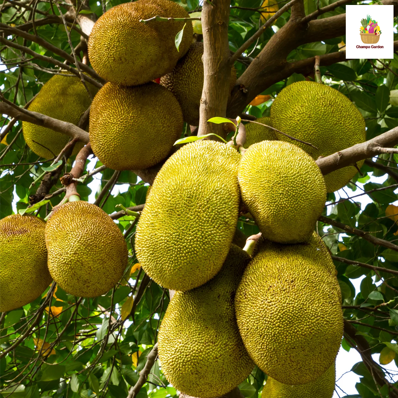 ໝາກມີ້ Organic Jack Fruit 500g (Barcode 501030183)