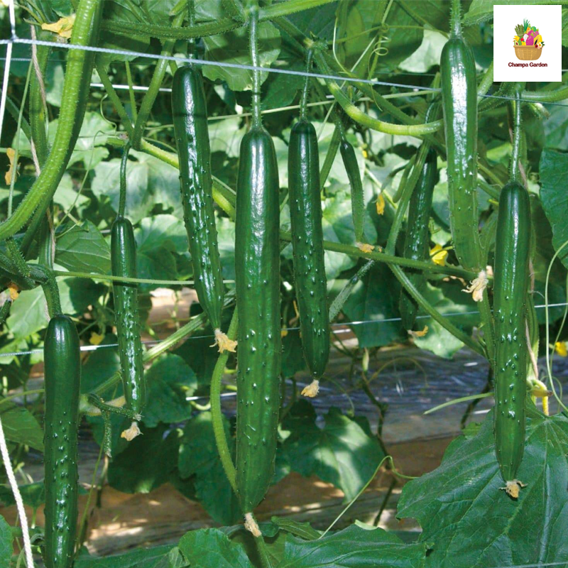 ໝາກແຕງຍີ່ປຸ່ນ Organic Japanese Cucumber per piece (Barcode 50103201)