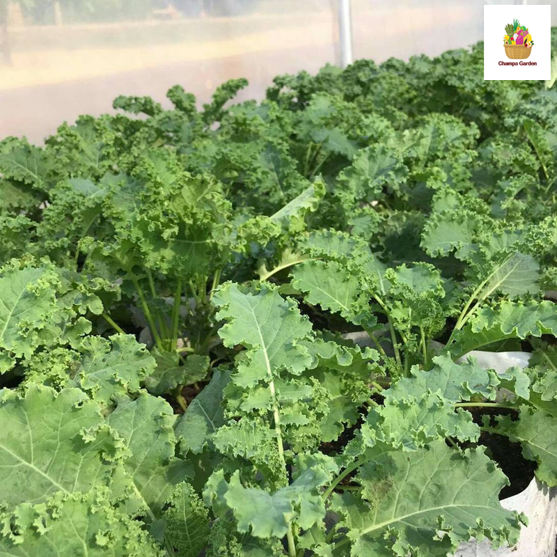 Organic Kale ຕໍ່ຖົງ 200g pack (Barcode 50103219)