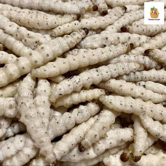 Organic Larvae 500g (Barcode 78701079)