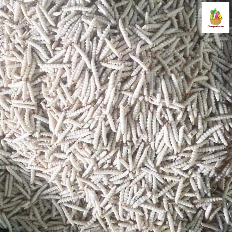 Organic Larvae 500g (Barcode 78701079)
