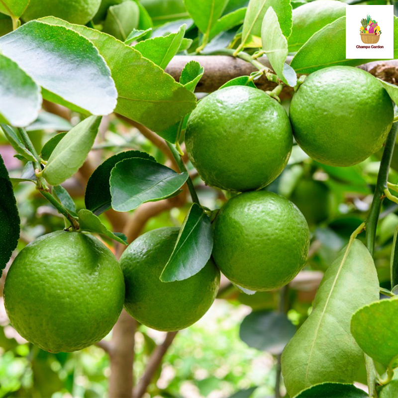 ໝາກນາວບໍ່ມີເມັດ ປອດສານພິດ Organic Seedless Lime 200g pack (Barcode 41542167)