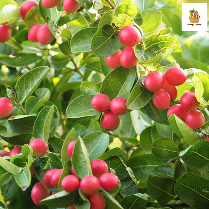 ໝາກນາວໂຫ່ Organic Muk Muang Hau Muk Nao Ho 100g pack (Barcode 50103225)