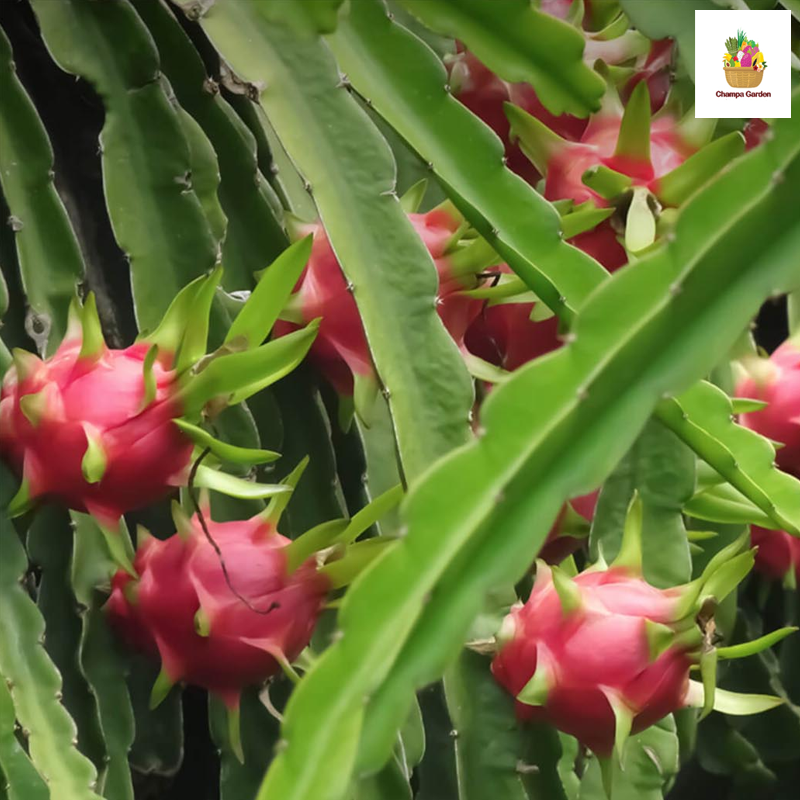 ໝາກມັງກອນແດງ Organic Red Dragon Fruit 1kg pack (Barcode 501030174)