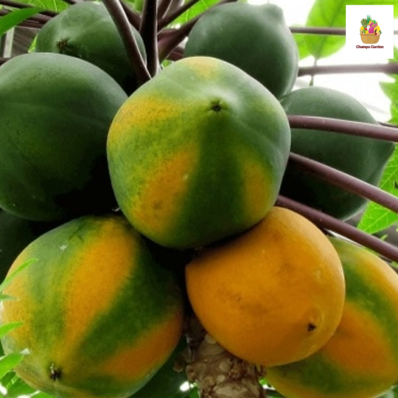 ໝາກຮຸ່ງສຸກ ປອດສານພິດ Organic Ripe Papaya per kg (Barcode 50103156)