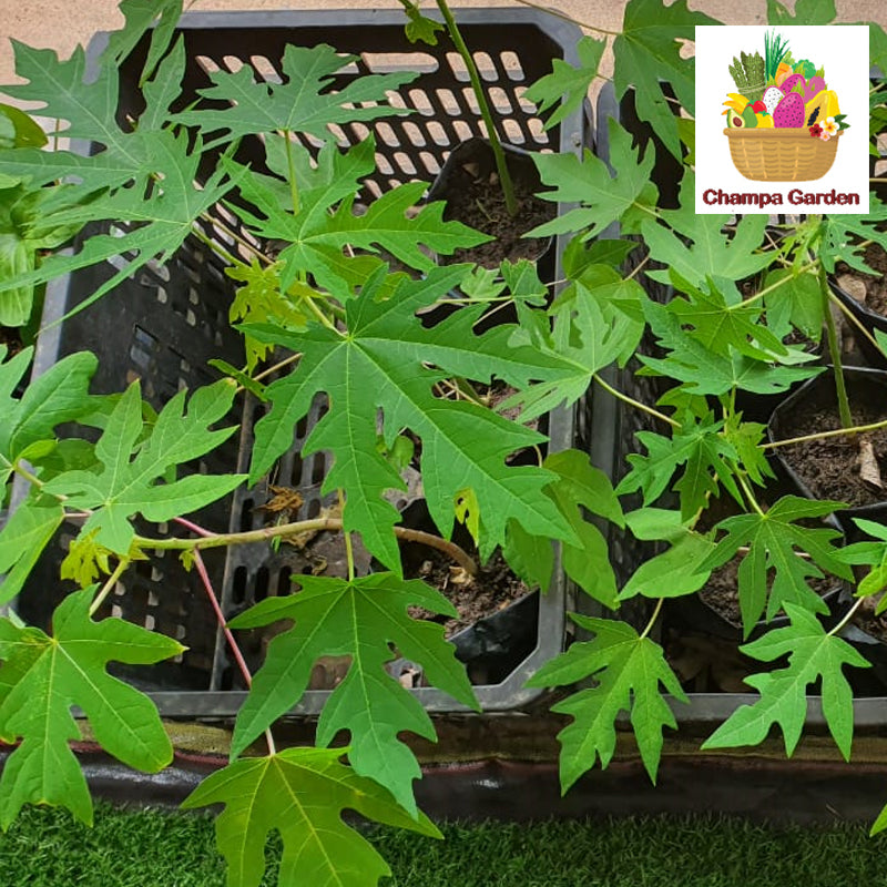 ເບ້ຍຕົ້ນໝາກຮຸ່ງທອງຄໍາ Organic Papaya Plant (Barcode 65954327)