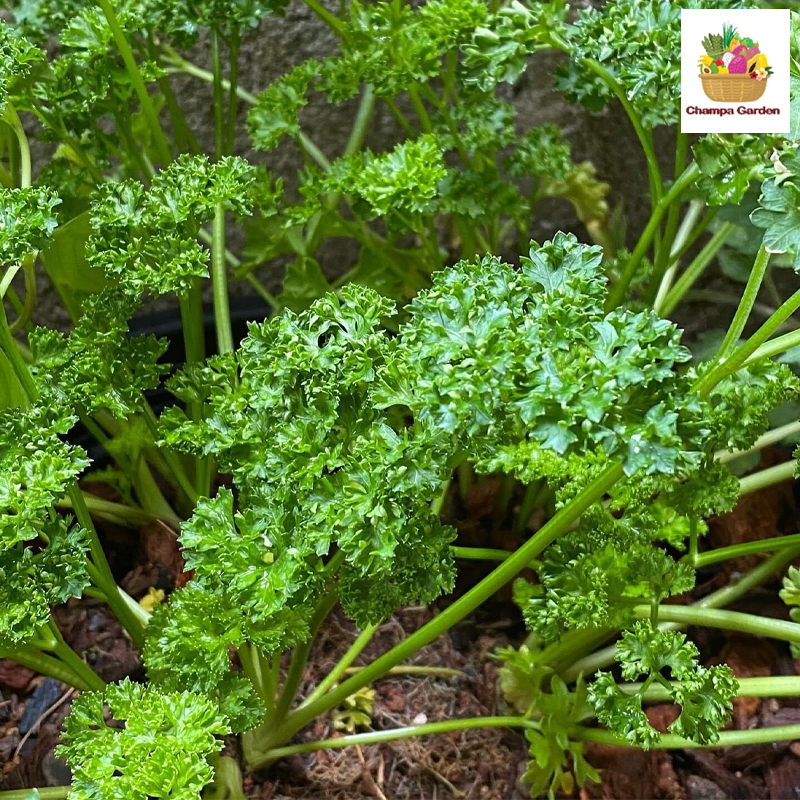 ຜັກພາດສະຣີ້ Parsley 50g pack (Barcode 75864599)