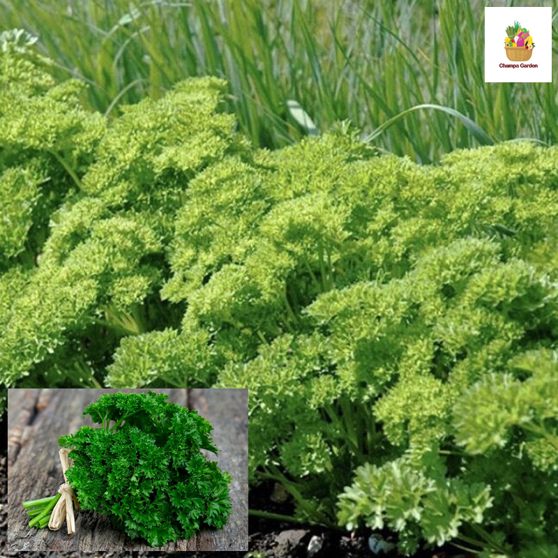 ຜັກພາດສະຣີ້ Parsley 50g pack (Barcode 75864599)