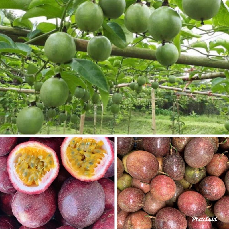 ໝາກນ໋ອດ  ປອດສານພິດ Organic Passion fruit 500g pack (Barcode 50103161)