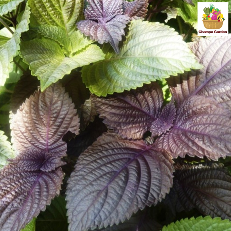 ຫອມເຫືອດ Perilla 100g pack (Barcode 501030141)