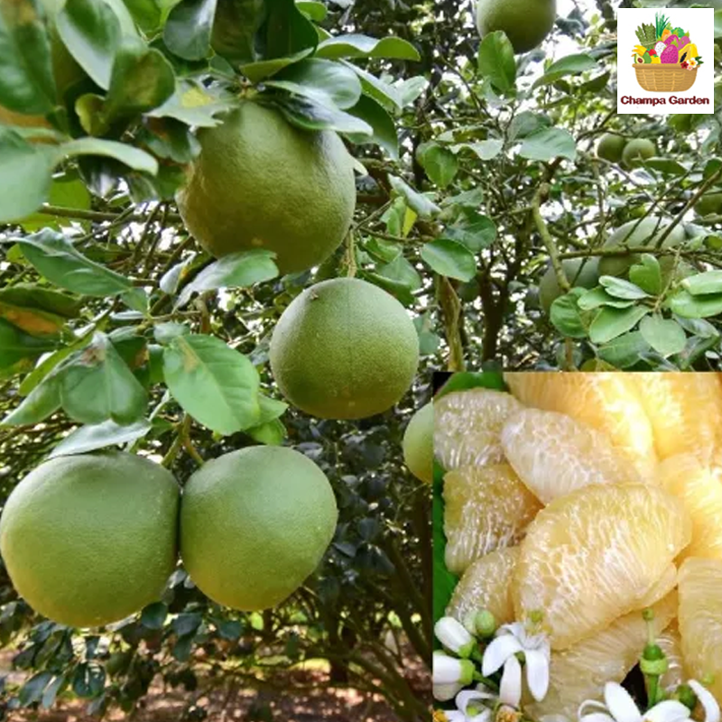 ໝາກພຸຂາວ Pomelo Per Pieces (Barcode 501030156)