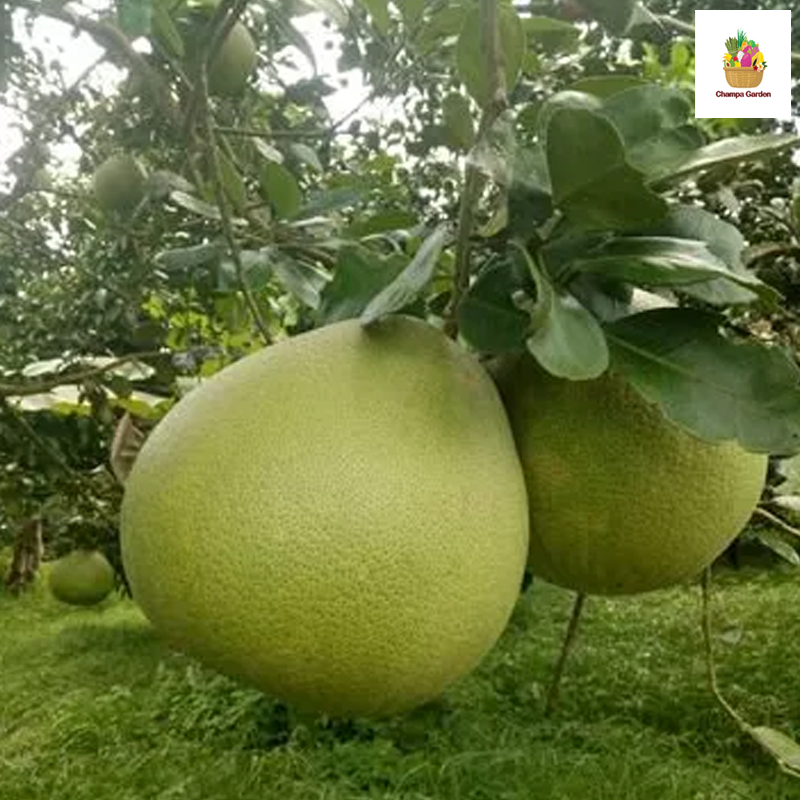 ໝາກພຸຂາວ Pomelo Per Pieces (Barcode 501030156)