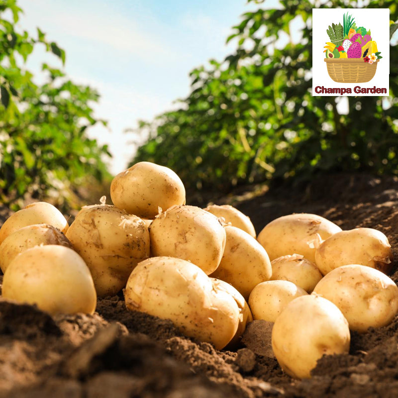 ມັນຝຮັ່ງນ້ອຍ ປອດສານພິດ Organic Potato Mini 500g pack (Barcode 50103094)
