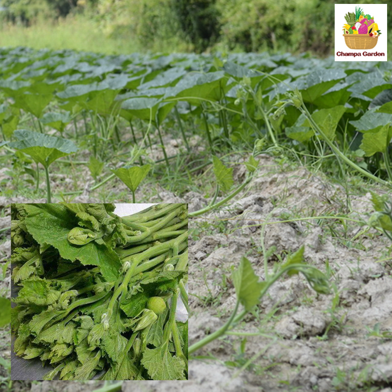 ຍອດໝາກອຶ ຕໍ່ຖົງ Pumpkin leaves pack of 200g ( Barcode 501030193)