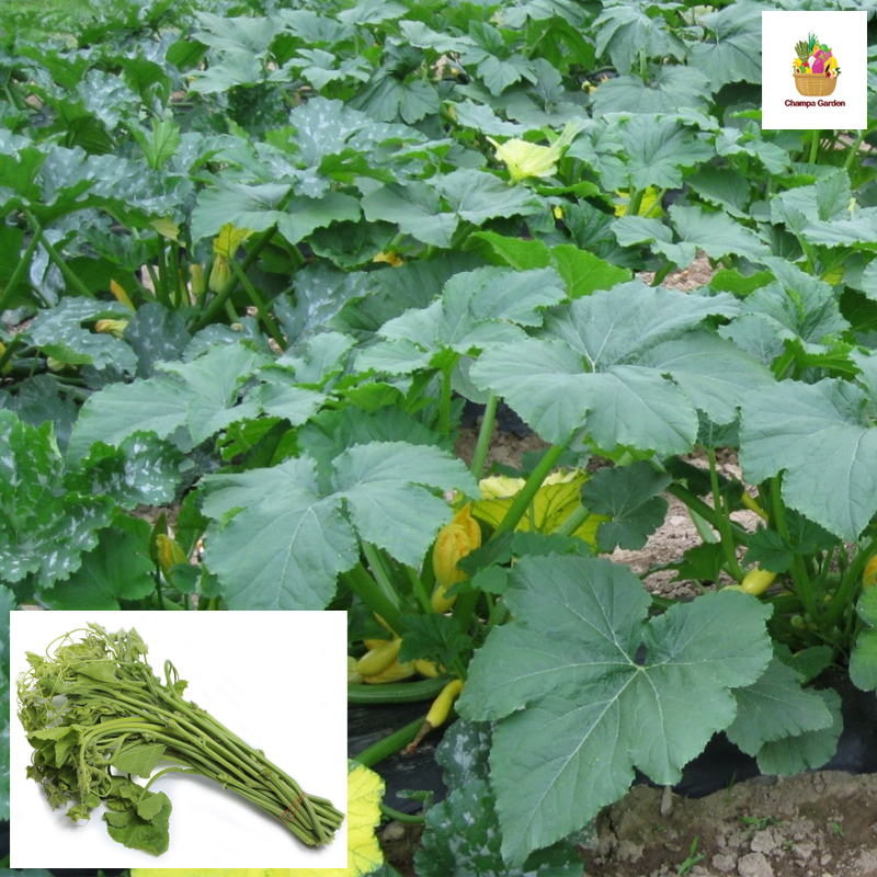 ຍອດໝາກອຶ ຕໍ່ຖົງ Pumpkin leaves pack of 200g ( Barcode 501030193)