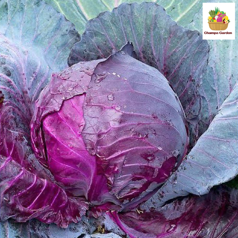 ກະລໍ່າມ້ວງ ຕໍ່ຫນ່ວຍ Red Cabbage per piece ( Barcode 50103136 )
