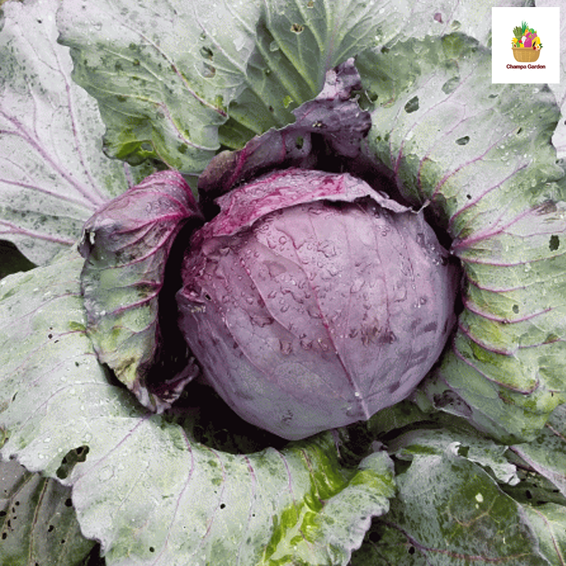 ກະລໍ່າມ້ວງ ຕໍ່ຫນ່ວຍ Red Cabbage per piece ( Barcode 50103136 )