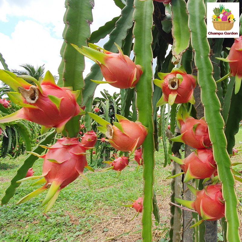 ໝາກມັງກອນແດງ Organic Red Dragon Fruit 1kg pack (Barcode 501030174)