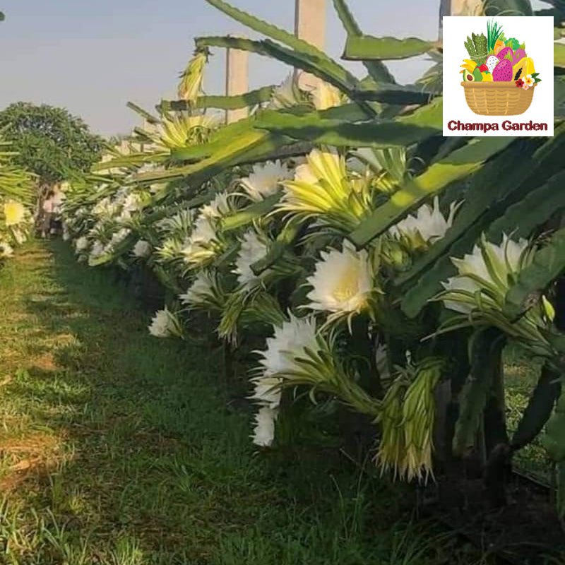 ໝາກມັງກອນແດງ Organic Red Dragon Fruit 1kg pack (Barcode 501030174)