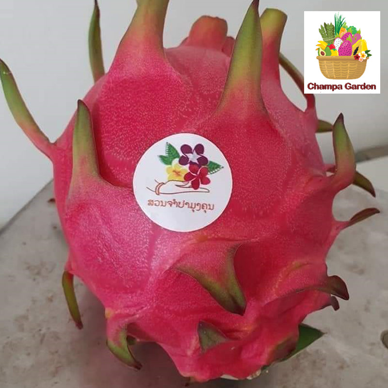 ໝາກມັງກອນແດງ Organic Red Dragon Fruit 1kg pack (Barcode 501030174)