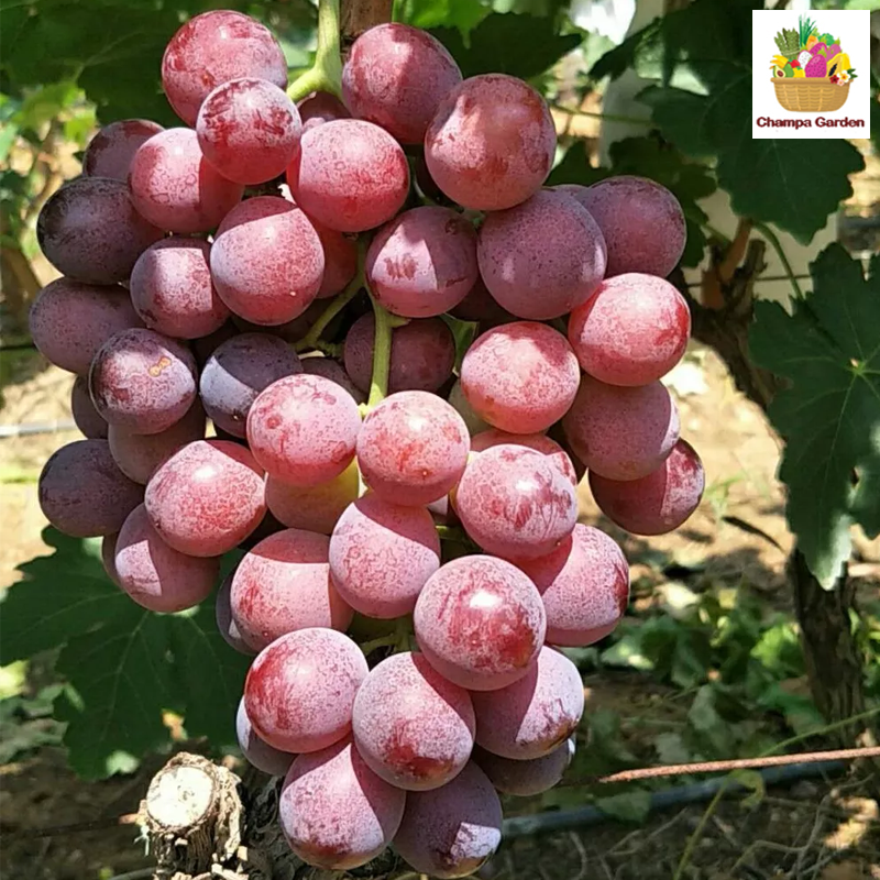 ຫມາກອາງຸ່ນແດງ Red Grapes 500g pack (Barcode 501030128)