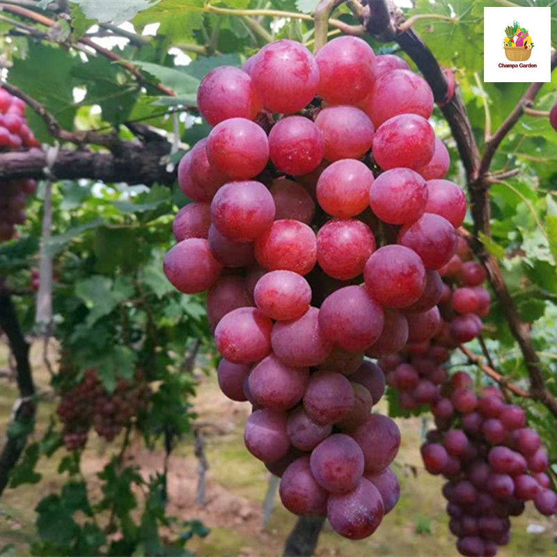 ຫມາກອາງຸ່ນແດງ Red Grapes 500g pack (Barcode 501030128)