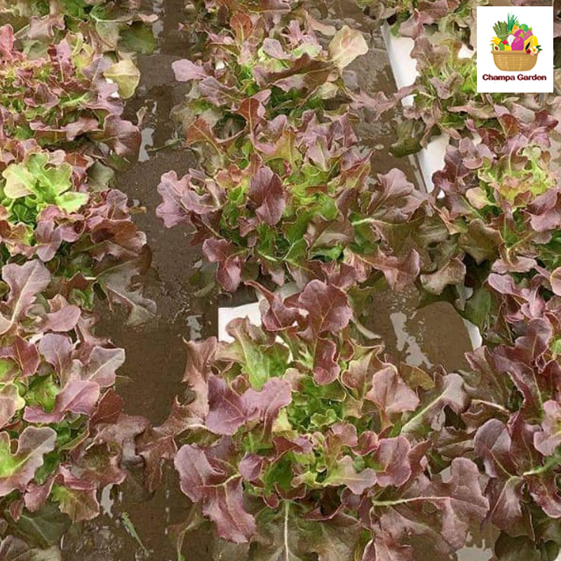 ສະລັດໂອກສີແດງ Red Oak 200g pack (Barcode 75307543)