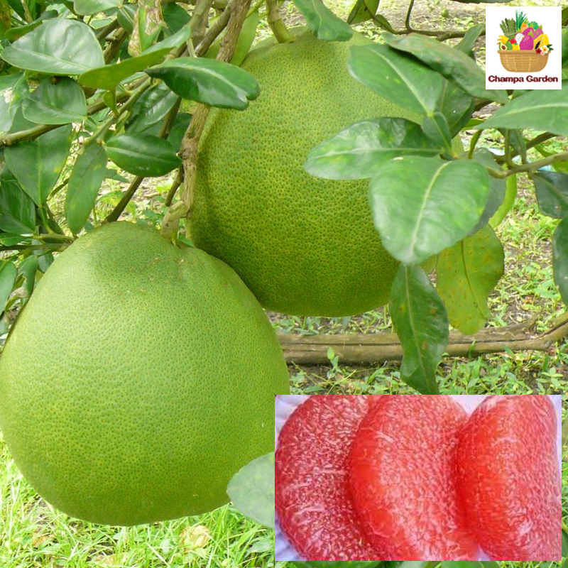 ໝາກພຸແດງ Red Pomelo per Piece (Barcode 24662807)
