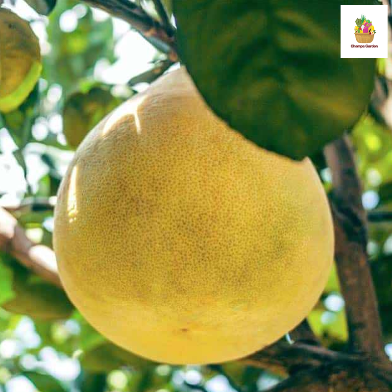 ໝາກພຸແດງ Red Pomelo per Piece (Barcode 24662807)
