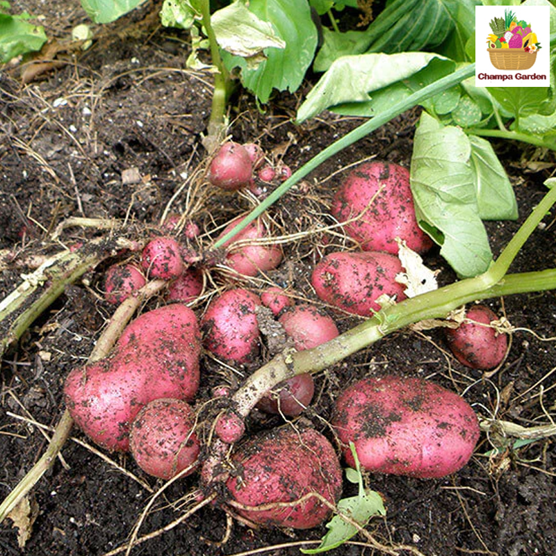 ມັນຝຮັ່ງແດງ Red Potato 500g pack (Barcode 73275927)