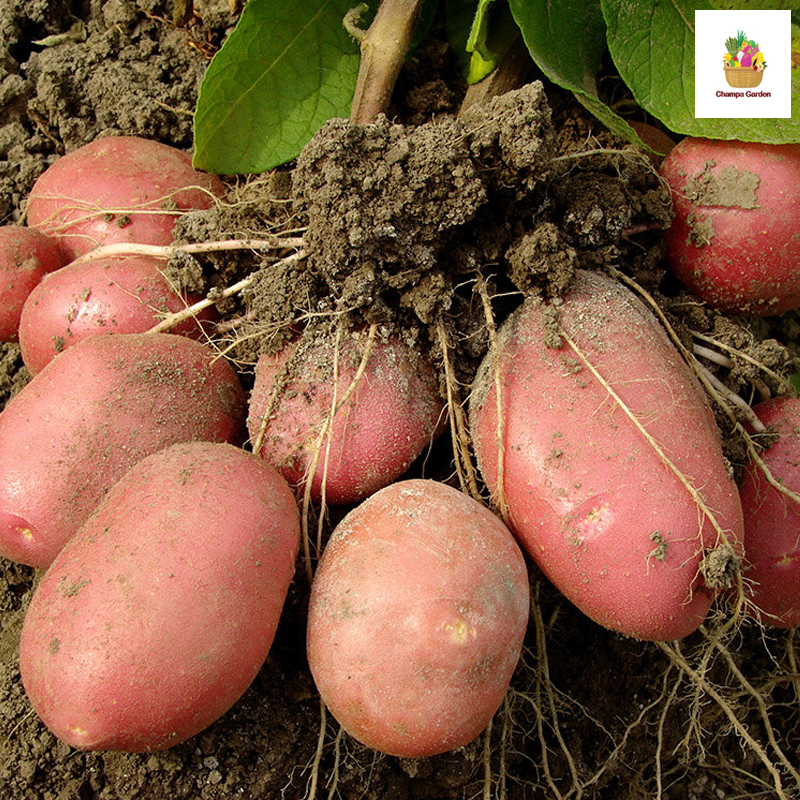 ມັນຝຮັ່ງແດງ Red Potato 500g pack (Barcode 73275927)