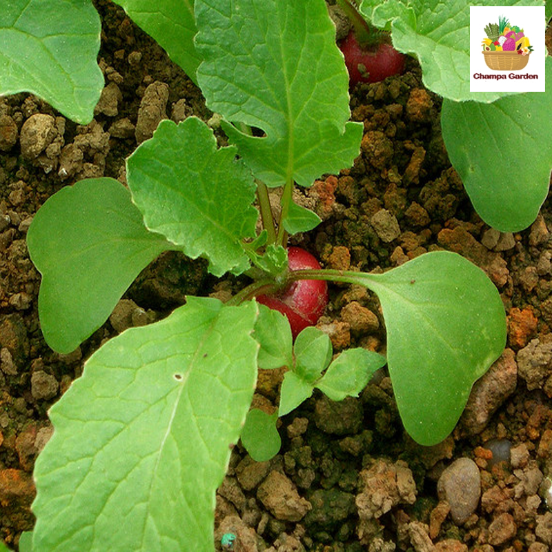 ໝາກລາດິດ Red Radish 200g pack (Barcode 501030157)