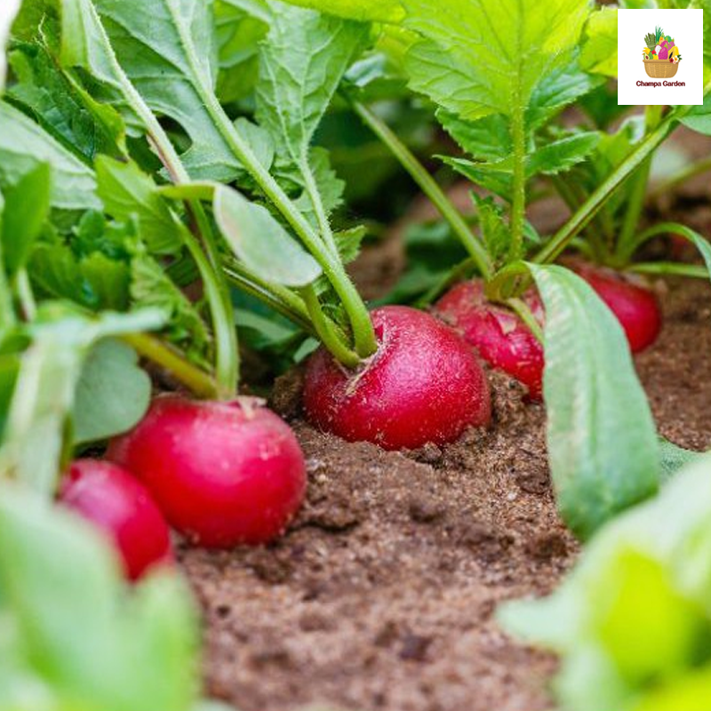 ໝາກລາດິດ Red Radish 200g pack (Barcode 501030157)