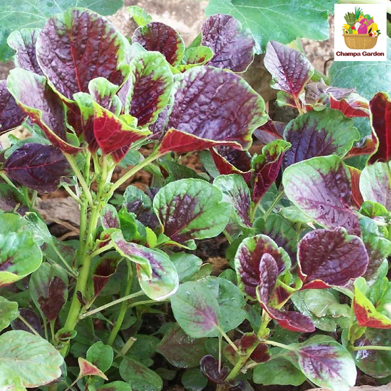 ຜັກຫົມແດງ Red Spinach 200g pack (Barcode 72948247)