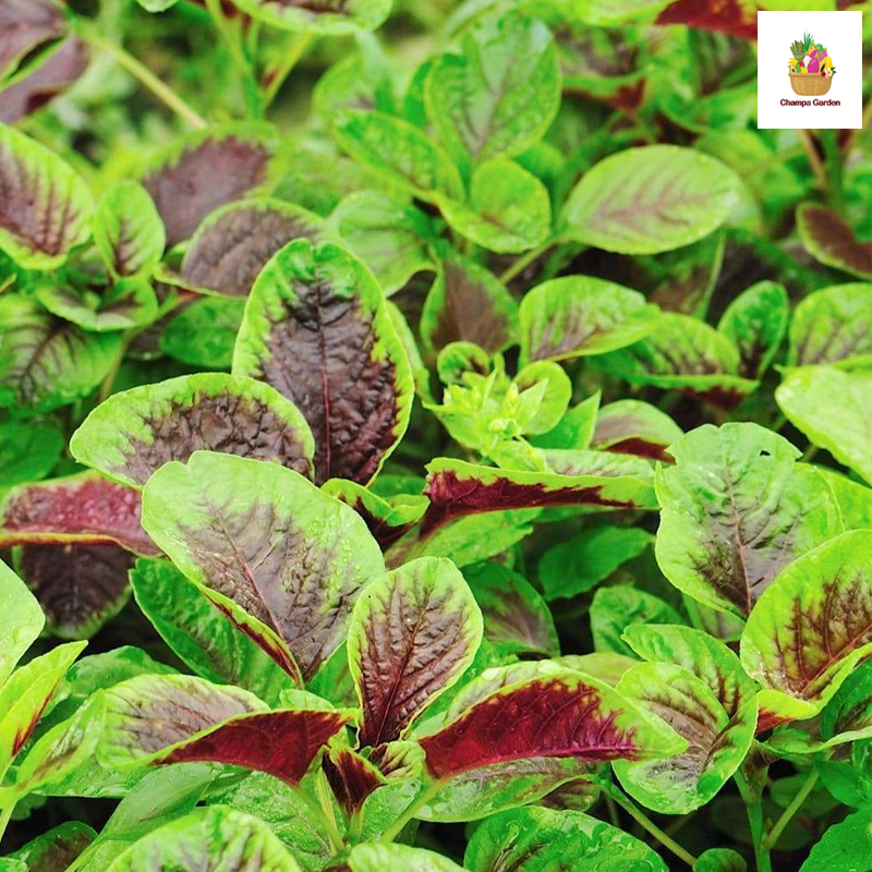 ຜັກຫົມແດງ Red Spinach 200g pack (Barcode 72948247)